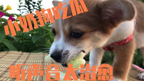 娱乐吃瓜君小奶狗